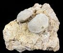 Fossil Paracrinoids (Platycystites) - Bromide Formation, Oklahoma #43796-1